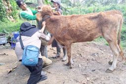Pemkab Banyuwangi siapkan 700 dosis vaksin antisipasi penyakit LSD ternak