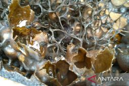 Disnak Kaltim siapkan produk unggulan lokal di Penas KTNA