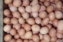 Legislator Reni Astuti dorong inovasi "urban farming" atasi kenaikan harga telur