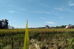 Purwakarta pertahankan produktivitas padi di tenagh terancam El Nino