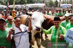 Situbondo miliki populasi ternak sapi terbesar di Jatim