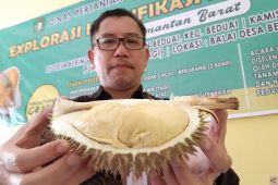 Kalbar komitmen kembangkan durian unggul lokal