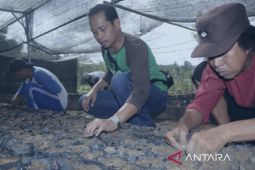 Disbun Kaltim gelar pembibitan kelapa sawit  secara mandiri