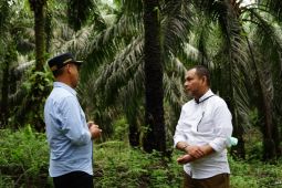 PTPN VI bukukan laba besar selama tiga tahun terakhir