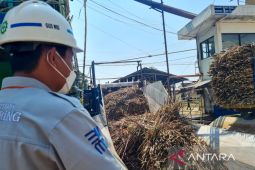 PG Assembagoes giling tebu capai 54.323 ton dalam dua pekan