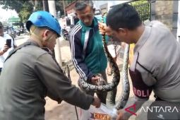 Ular Sanca sepanjang tiga meter diamankan di SMAN 2 Tangsel