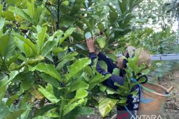 Kalimantan Selatan canangkan  "kota sejuta kopi"