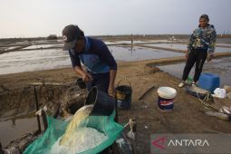 Harga garam masih tinggi di Indramayu