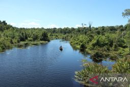 Tutupan hutan di Rawa Singkil berkurang 258 hektare dalam empat bulan