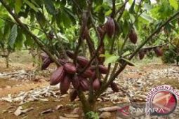 Harga biji kakao naik karena penurunan produksi di negara produsen