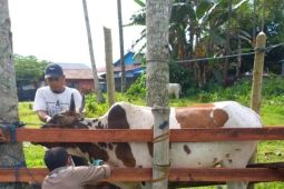 Menjadikan Maluku Utara sebagai  pemasok sapi di Indonesia timur