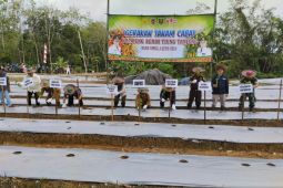 Kalsel kemarin, mulai pembenihan tiung tanjung hingga pembudidaya ikan rugi