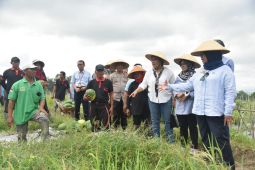 Panen perdana sekolah lapang budi daya semangka