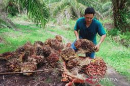 Harga sawit di Mukomuko mulai naik