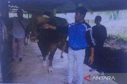 Pemprov seleksi dan usulkan tiga sapi unggul untuk kurban Presiden di Sumbar