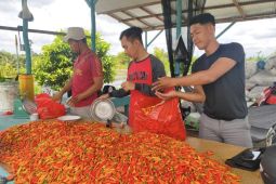 Lapas Sukamara hasilkan hingga 70 kilogram cabai
