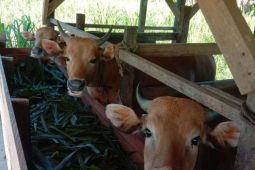 Pemkab Manokwari gandeng perguruan tinggi awasi pemotongan hewan kurban