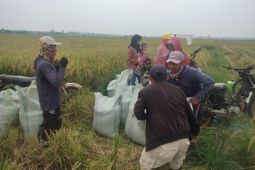 BPS: Harga gabah Sumut di petani dan penggilingan naik pada Juni 2023