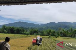 Upah panen padi di Abdya meningkat