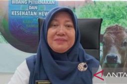 Dinpanpertan Bangka mencatat pasokan sapi sebanyak 716 ekor