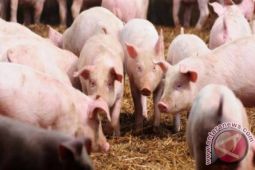 Australia temukan virus ensefalitis Jepang di dua peternakan babi Negara Bagian Queensland