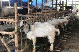 Baznas targetkan pengumpulan kurban mencapai 10.000 ekor