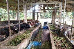 Peternak sapi di Tanjabtim keluhkan tes laboratorium mahal