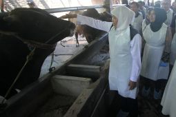 Gubernur Khofifah pastikan hewan kurban di Jatim dapat vaksin LSD