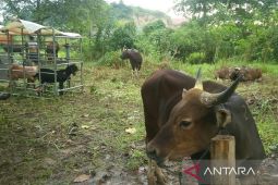 Pemprov Kaltim siapkan  12.022 sapi kurban
