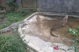 Taman Safari bantu evakuasi lima ekor buaya