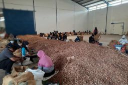 Bupati Tanjabtim dorong hilirisasi komoditas pinang