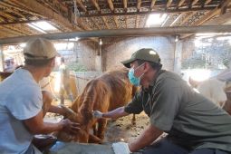 Pemkab Banyuwangi siapkan 35 ribu sapi untuk Hari Raya Idul Adha 1444 H