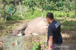 Gajah betina ditemukan mati di Aceh Tengah