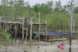 PT Timah bina Suku Sawang budidayakan kepiting bakau