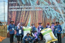 Pertama diluncurkan di Indonesia, benih jagung bioteknologi dengan keunggulan ganda