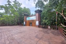 Berkolaborasi menghentikan laju kerusakan hutan bakau di Maluku Utara