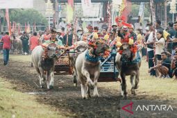 Bupati Jembrana khawatir bibit kerbau makepung langka