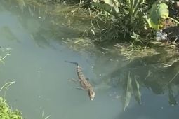Seekor Buaya diamankan Polsek Banjarbaru Utara