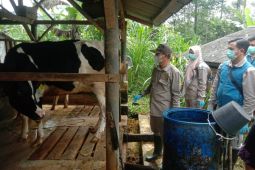 Garut siapkan 3.200 dosis vaksin LSD untuk sapi ternak