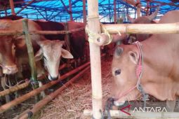 Pemkab Karawang kerahkan ratusan petugas cek kesehatan hewan kurban