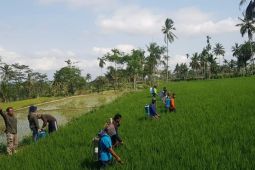 Penyuluh bareng petani kendalikan hama secara masif di Jember