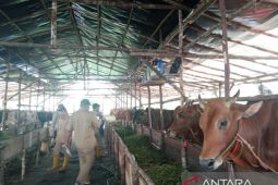 DKPP Belitung pastikan stok hewan kurban cukup