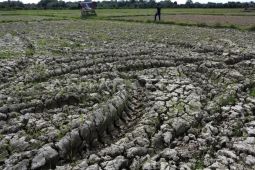 Peneliti: Manajemen data pangan kunci antisipasi dampak El Nino