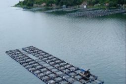 Budidaya ikan di Danau Toba bantu ekonomi nelayan tradisional