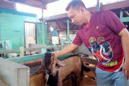 Permintaan hewan kurban di Jambi meningkat