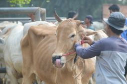 Kurban dan melepas kemelekatan