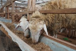 TheFoodhall bersama Dompet Dhuafa bangun kesejahteraan masyarakat melalui tebar hewan kurban