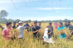 Tingkatkan Hasil Panen, Petani Abdya Lakukan Metode Ramah Lingkungan tanpa pestisida