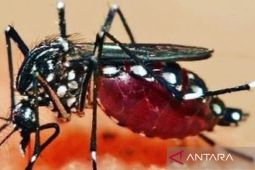 Dinkes Kaltim catat 2.022 warga terjangkit DBD