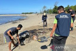Tim KKP lakukan penguburan bangkai lumba-lumba di halaman kantor BKKPN Kupang